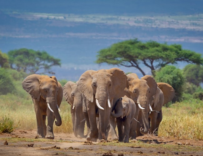Mount Kilimanjaro National Park